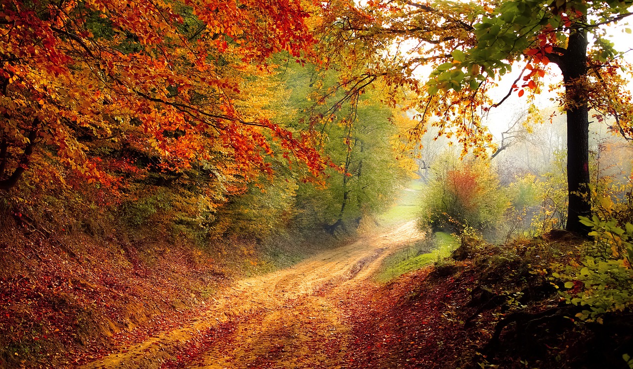 GESTÄRKT DURCH DEN HERBST – WIE DIE NATUR UNS UNTERSTÜTZEN KANN